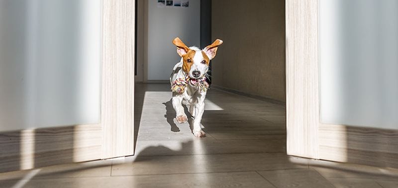The Paws-itively Essential Pet Parents Guide to a Safer Home