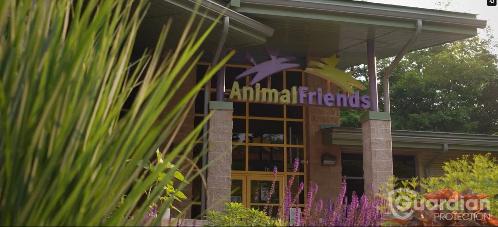 Animal Friends Overview